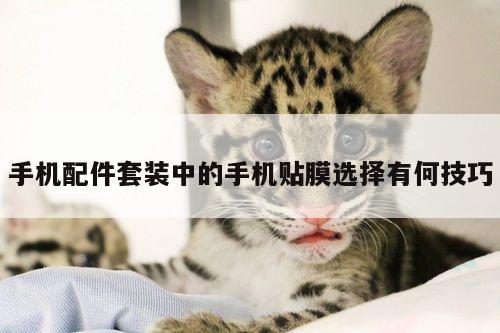 凯发网站|手机配件套装中的手机贴膜选择有何技巧